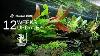 Tropica Limited Edition Aquascape New Plants Added