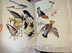 Les Oiseaux D'amérique Par John James Audubon Édition Limitée De 1937 - Excellent État
