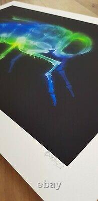 Shok-1'x-fly' Limited Edition Signed Print Of Only 50 Inc Coa In Mint Condition