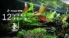 Tropica Limited Edition Aquascape Nouvelles Plantes Ajouté