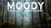 Woodland Photography Dans Des Conditions Brumeuses Moody